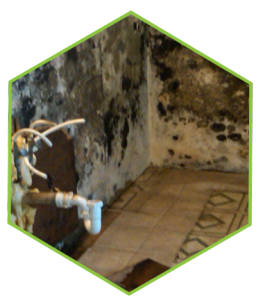 Mold And Mildew Removal
