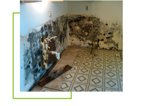 Mold and Mildew treatment